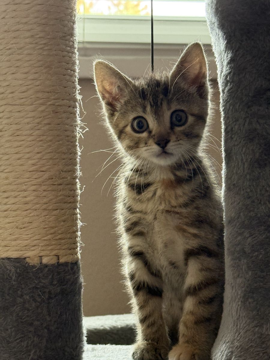 Kitten & all supplies $80
