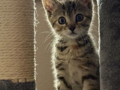 Kitten & all supplies $80