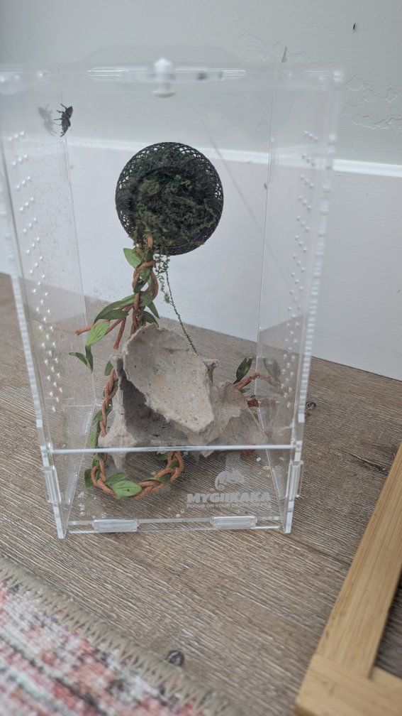 Male juvenile bold jumping spider+ ENCLOSURE with accessories