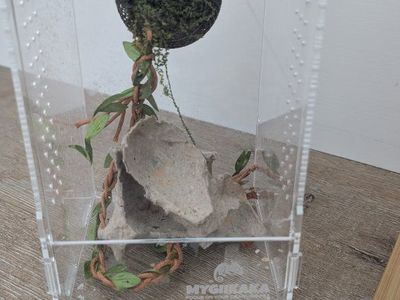 Male juvenile bold jumping spider+ ENCLOSURE with accessories
