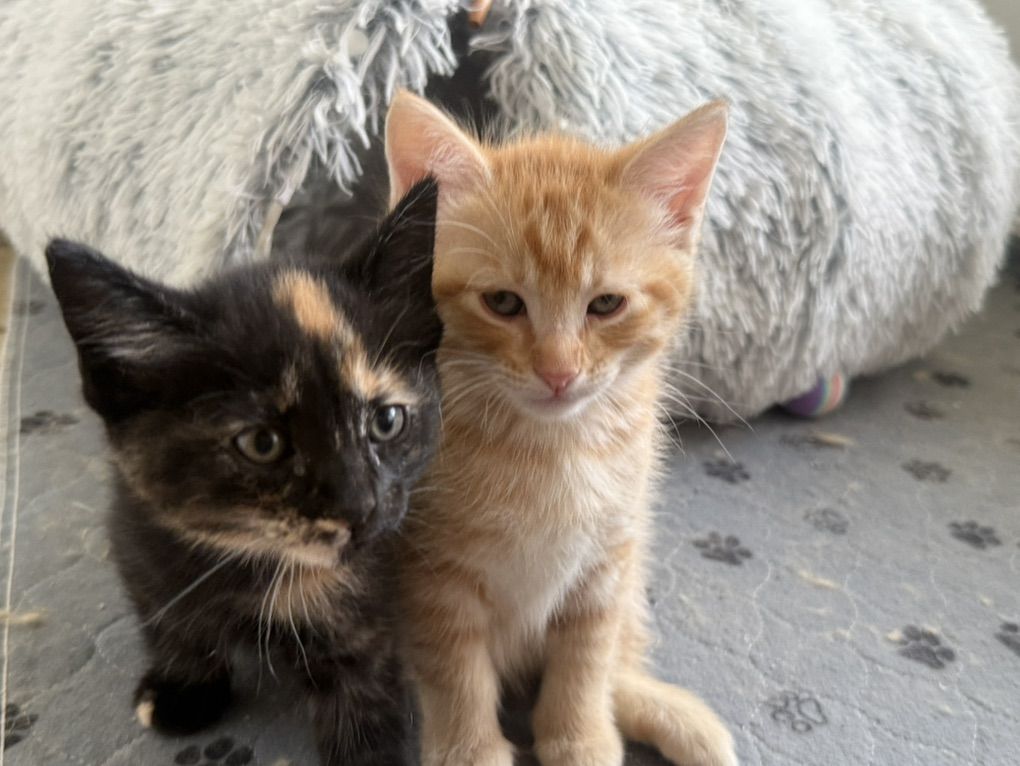 4 AMAZING kittens! Raised Inside w/little Kids