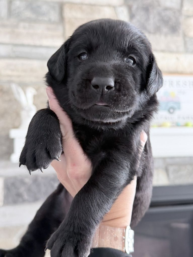 AKC Black Lab Puppies