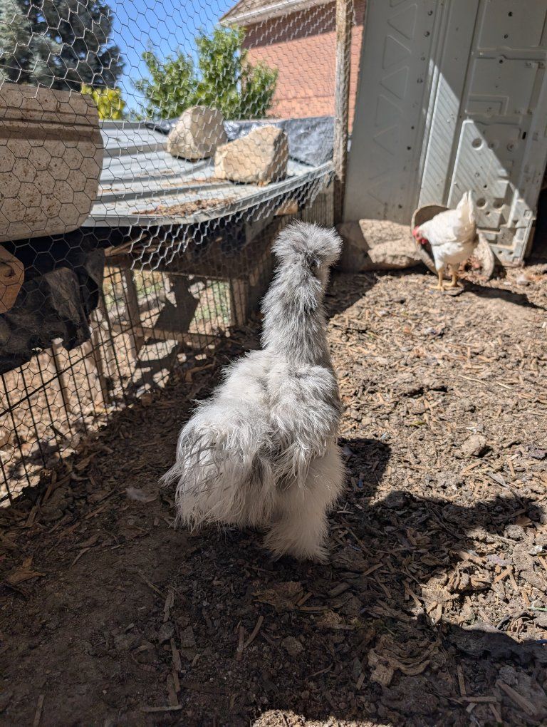 Various prolific laying hens