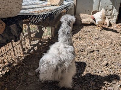 Various prolific laying hens