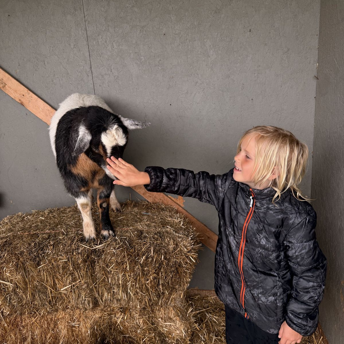 Dwarf Nigerian Babies And Adults For Sale