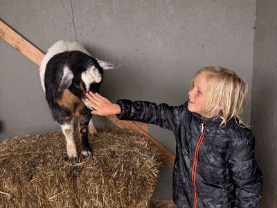 Dwarf Nigerian Babies And Adults For Sale