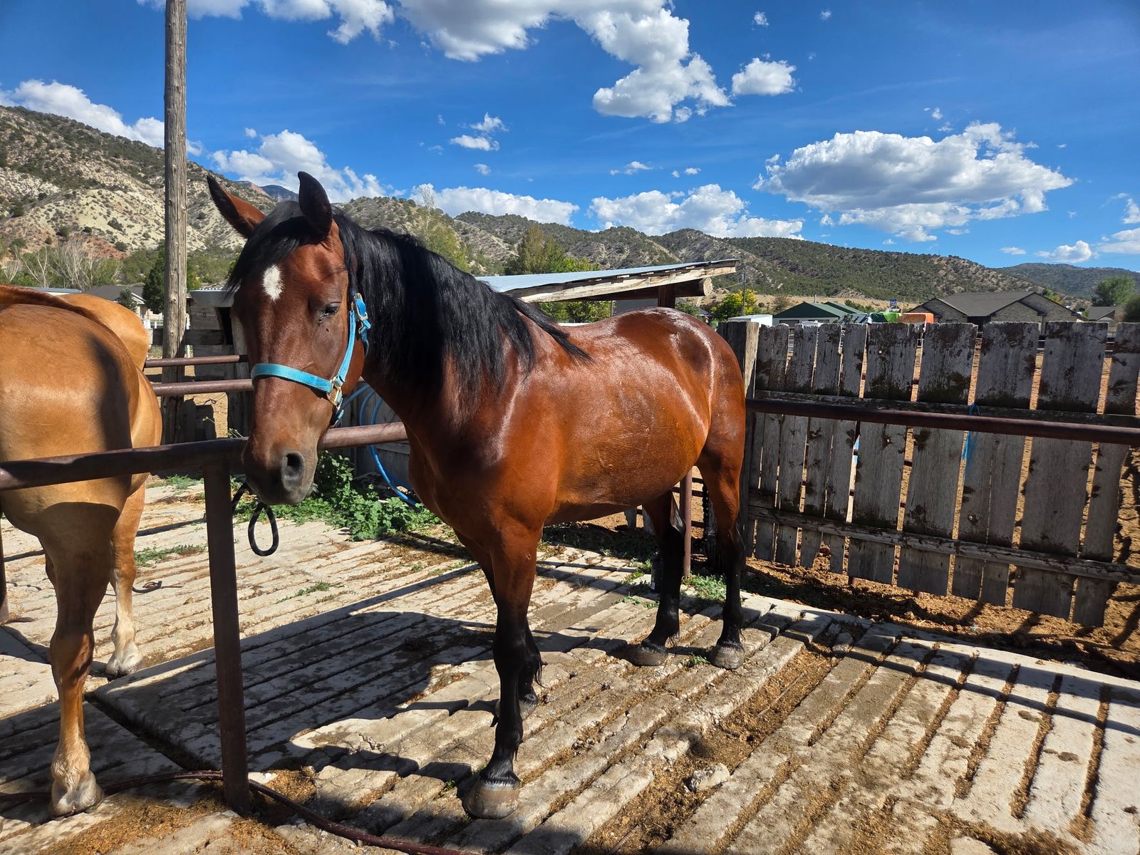HORSE FOR SALE