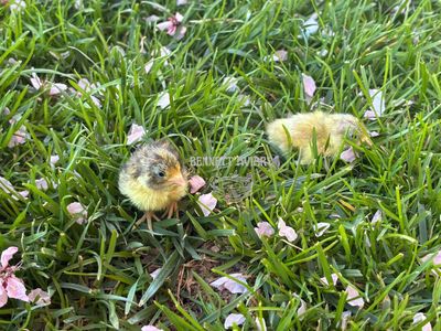 Fresh Button Quail Chicks