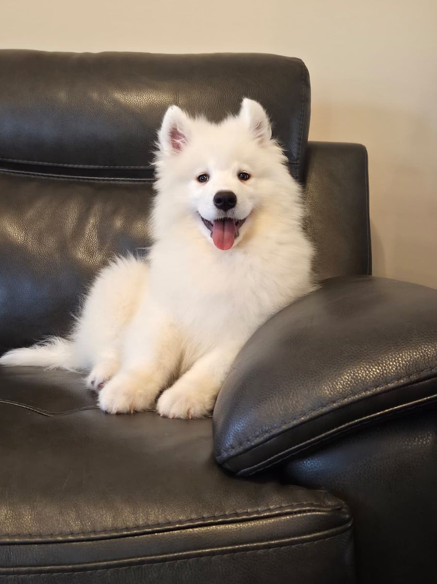 Samoyed Puppies AKC (not Poodle, Doodle, Retriever, or Shepherd)