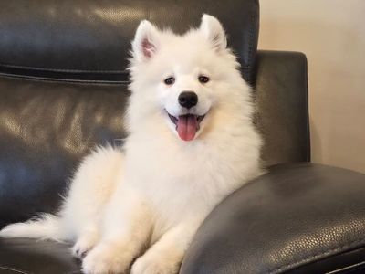 Samoyed Puppies AKC (not Poodle, Doodle, Retriever, or Shepherd)