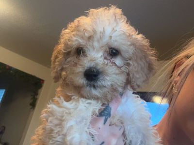 Mini Golden Doodle Puppy (puppies)