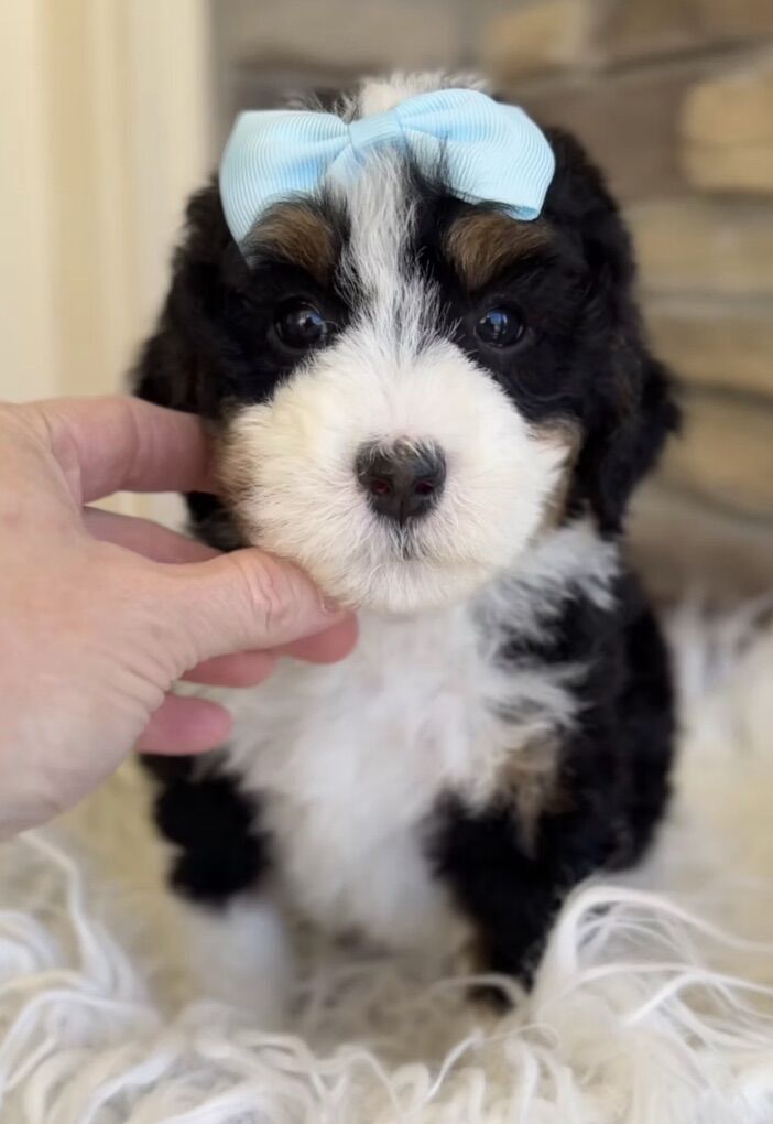 Bernedoodle