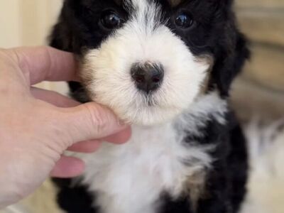 Bernedoodle