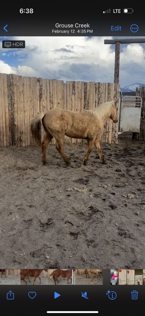 2 Year Old Palamino Filly