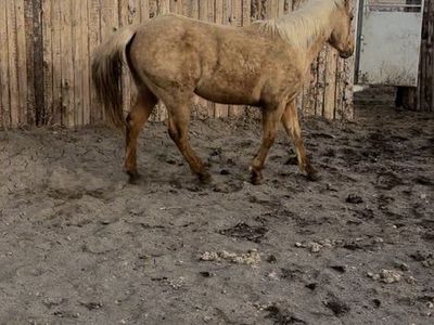 2 Year Old Palamino Filly