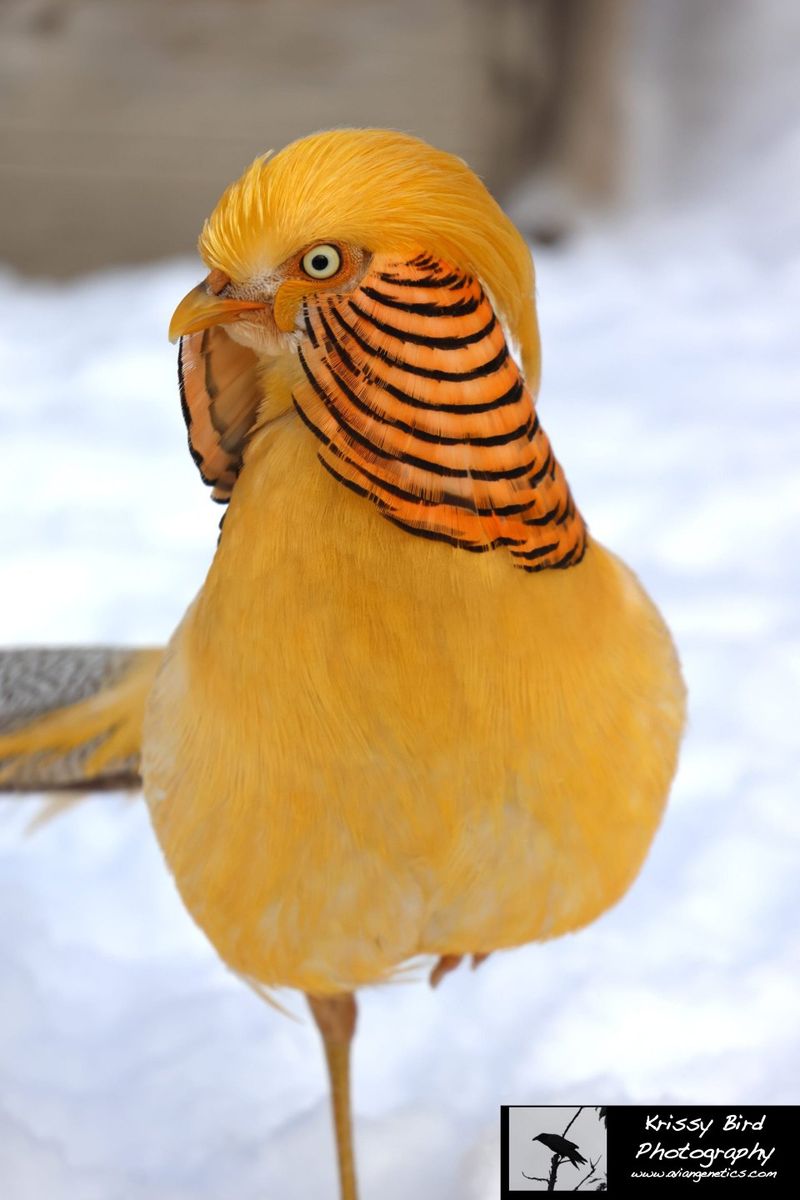 ISO Adult Yellow Golden Pheasant