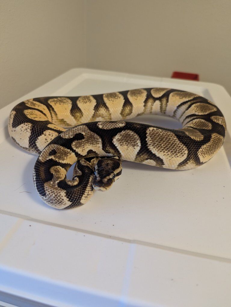 male OD YB ball python