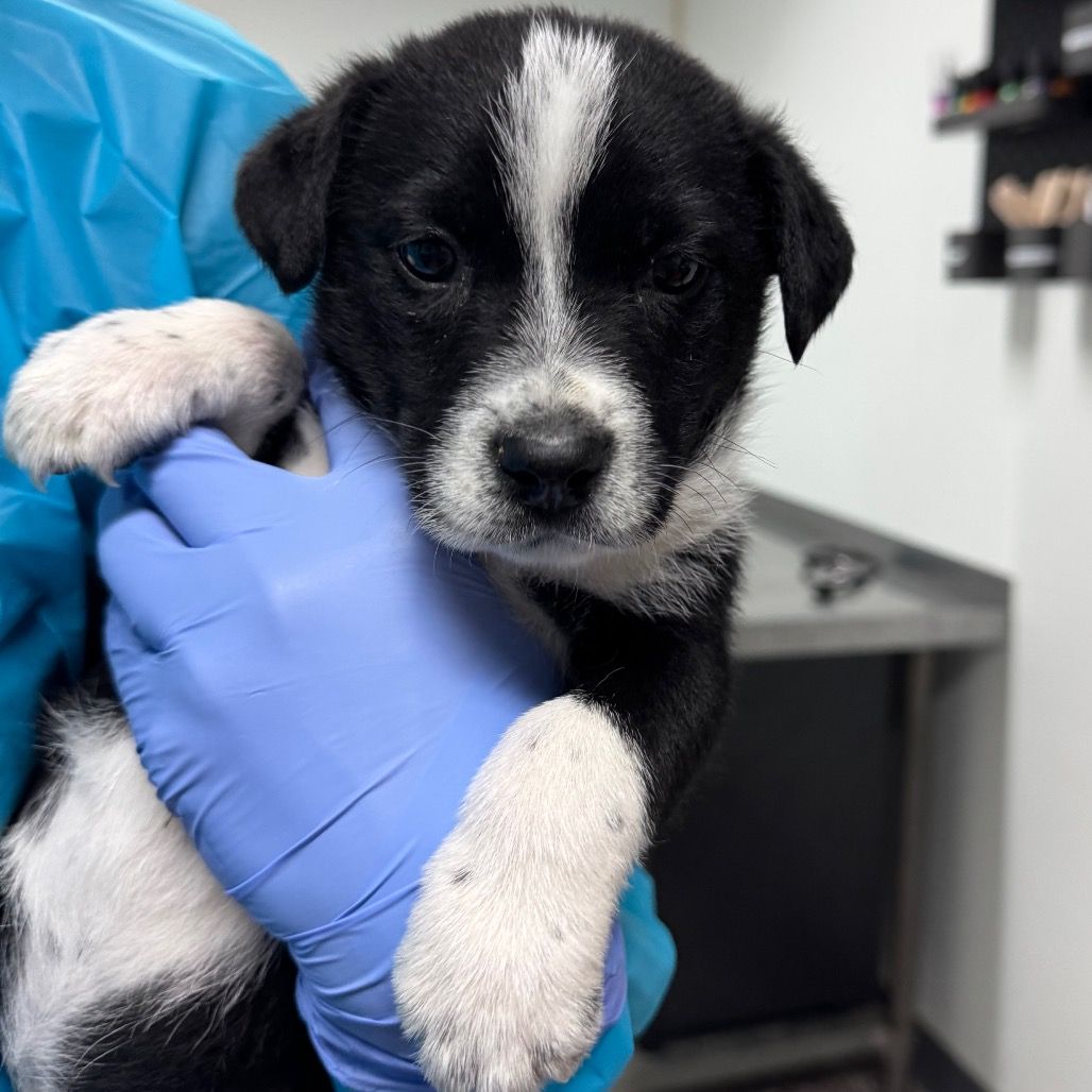 Hello my name is Lily