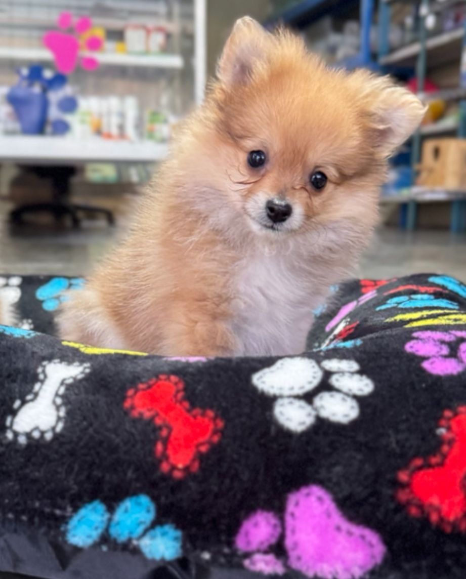 6 month old Pomeranian puppy male