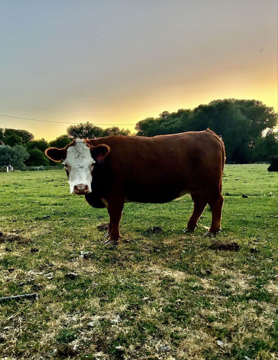 Micro Mini Hereford Heifer