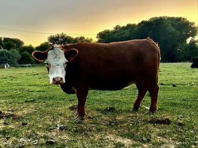 Micro Mini Hereford Heifer
