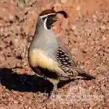 Fertile Gamble Quail Eggs