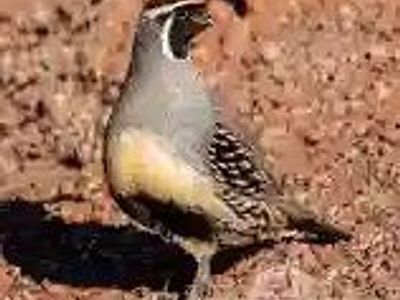 Fertile Gamble Quail Eggs