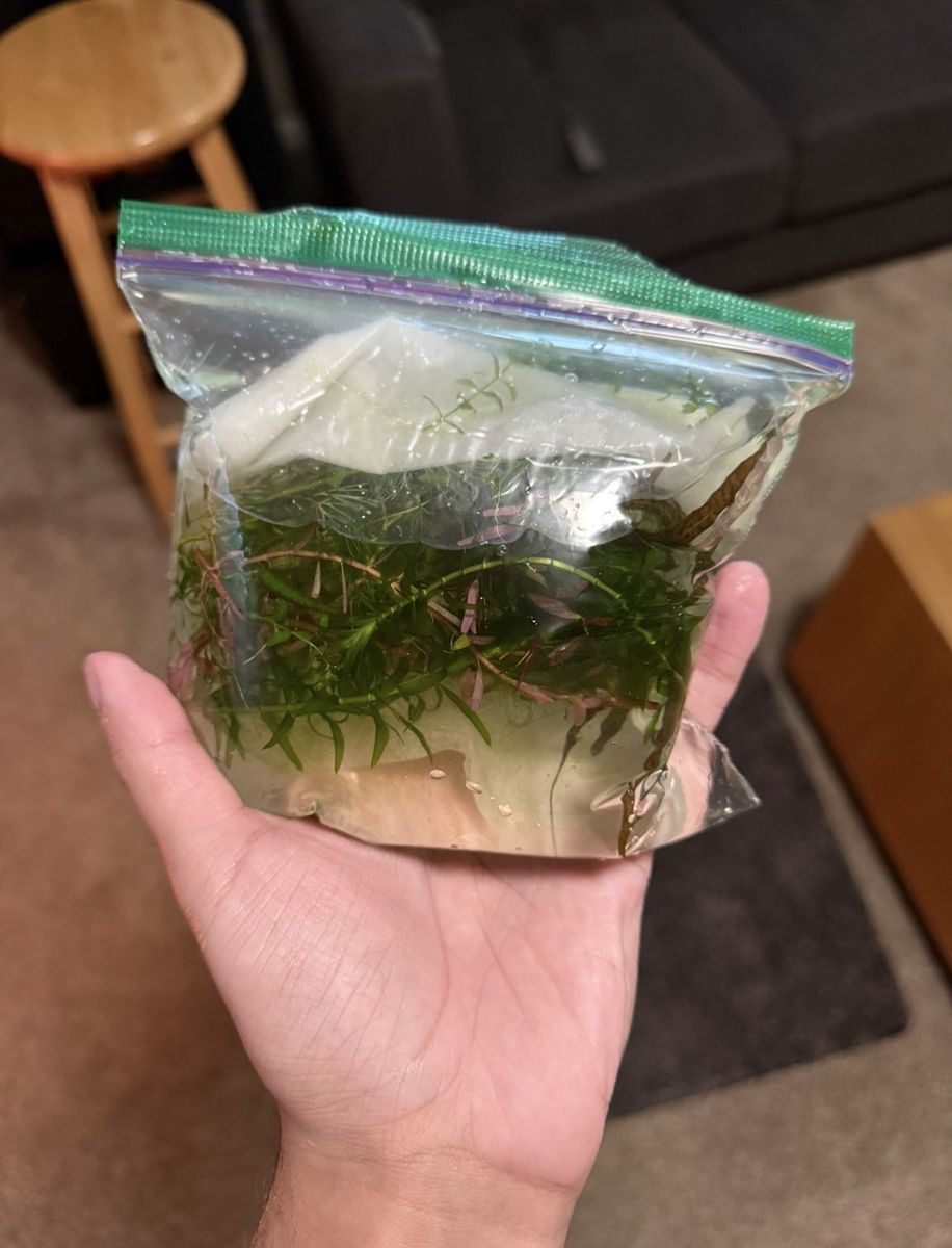 Mixed Aquatic Plants