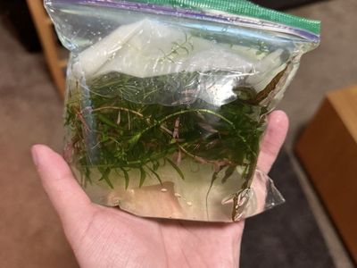 Mixed Aquatic Plants