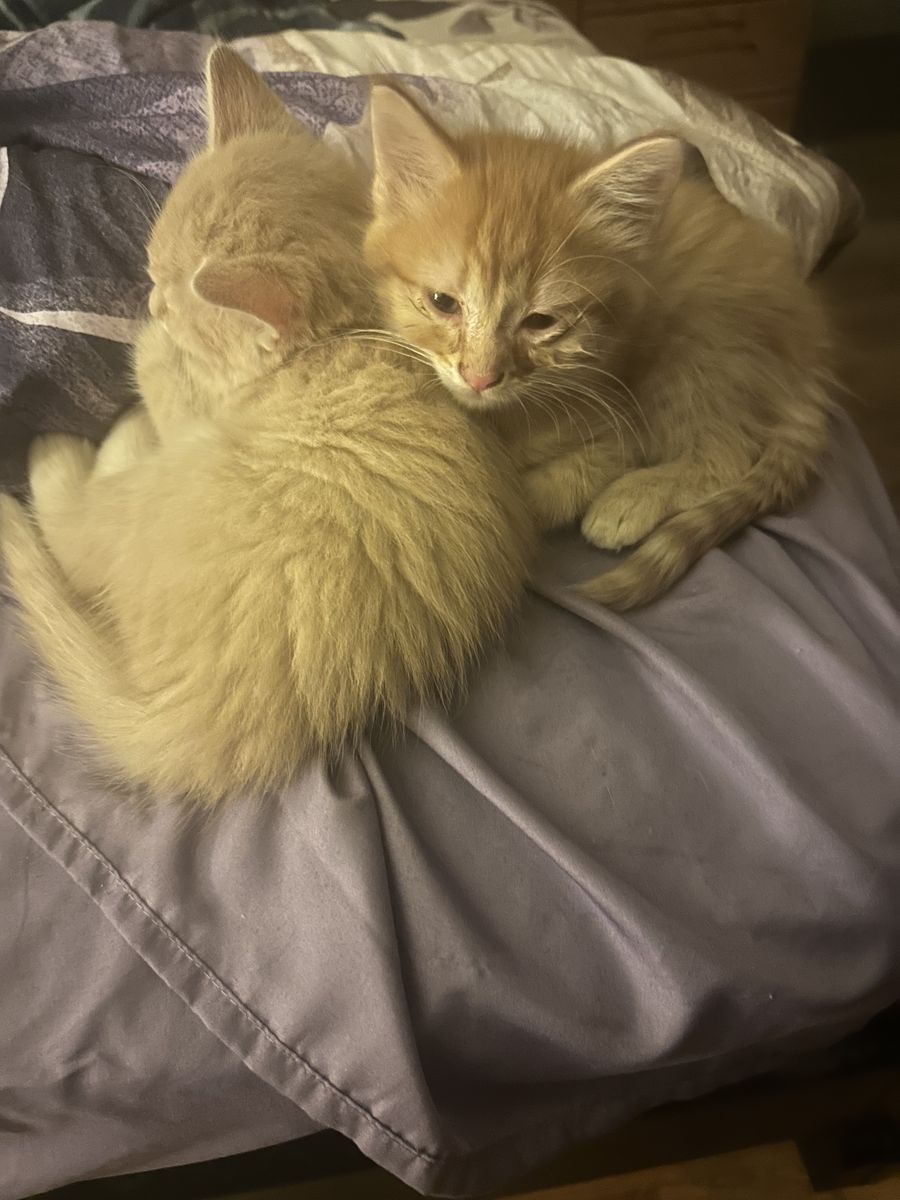 Cute cuddly kitties