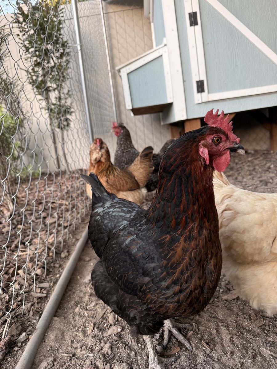Black Copper Maran Chicken