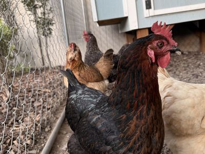 Black Copper Maran Chicken