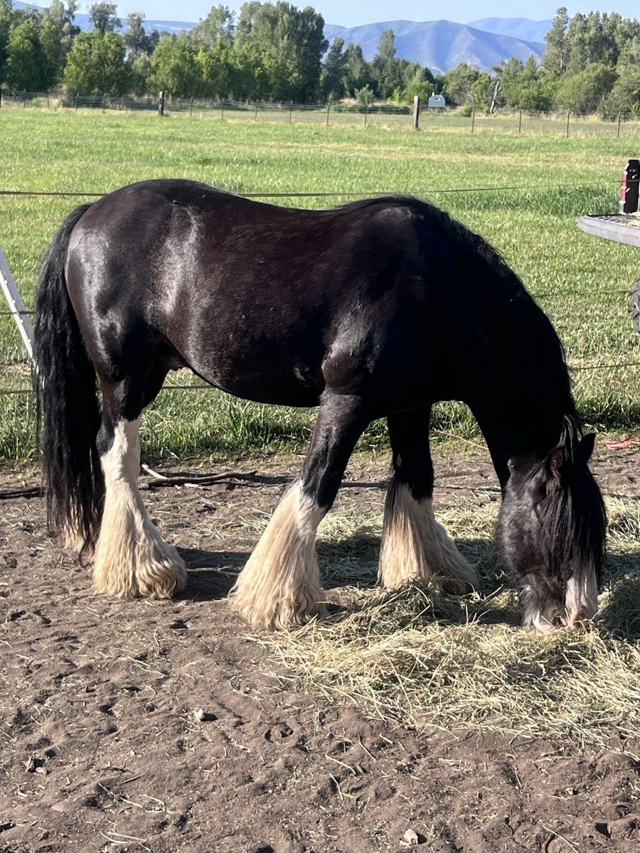 Gypsy vanner gelding registered