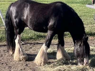 Gypsy vanner gelding registered