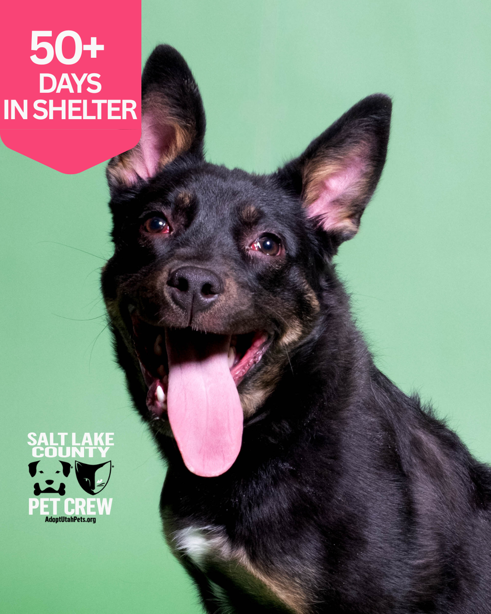 A161901 Ariah is Available for Adoption!