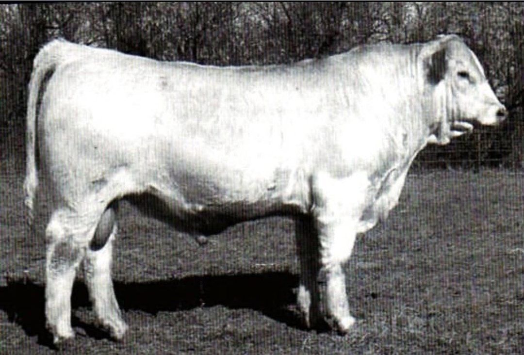 Charolais Semen