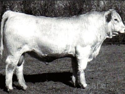 Charolais Semen