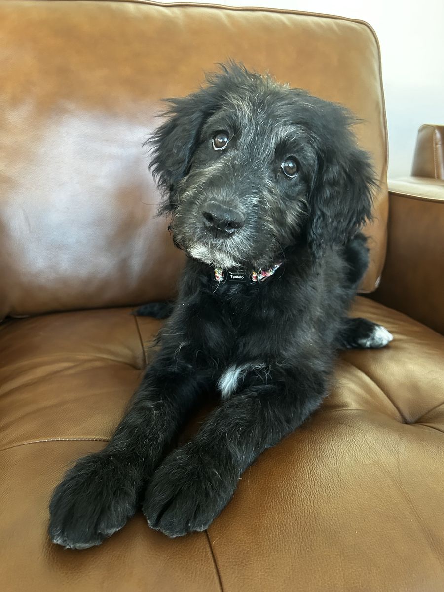 Puppy $300.00