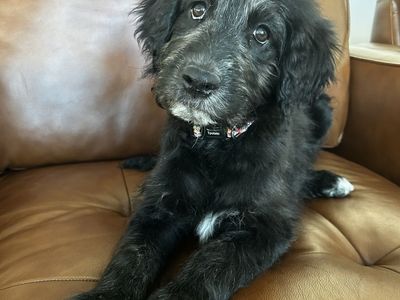 Puppy $300.00
