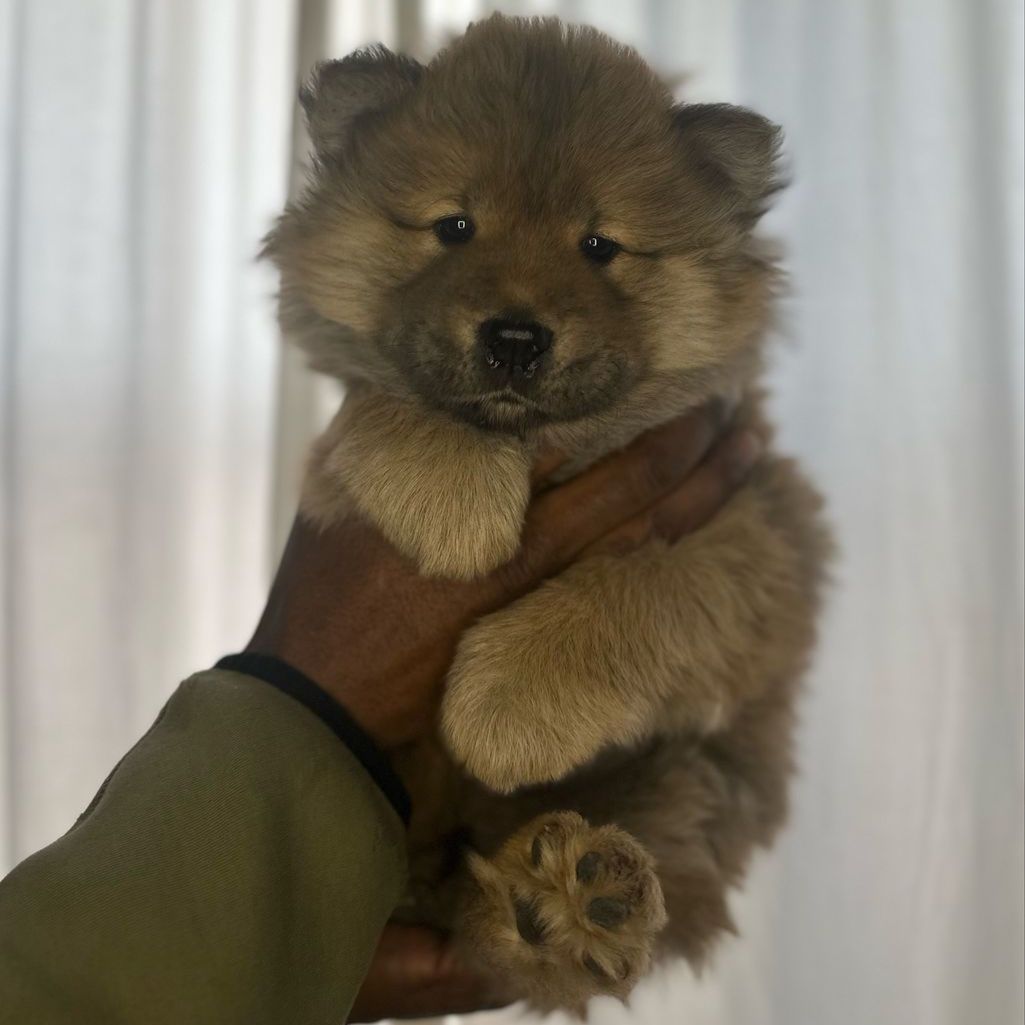 Chow chow puppy!!!