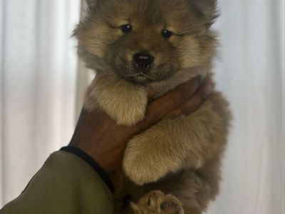 Chow chow puppy!!!