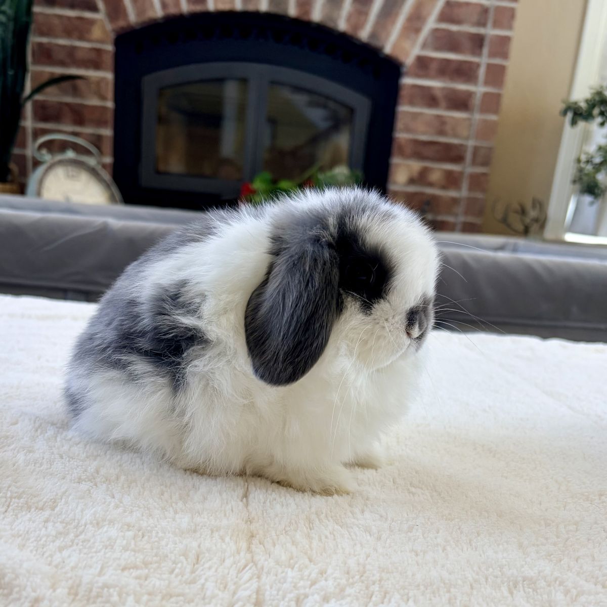 Baby Holland Lop