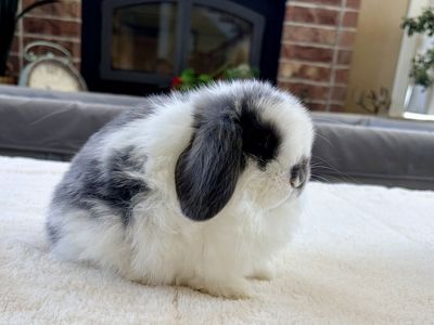 Baby Holland Lop