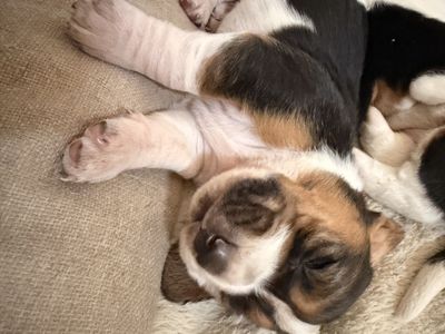 European Bassett Hound Puppies