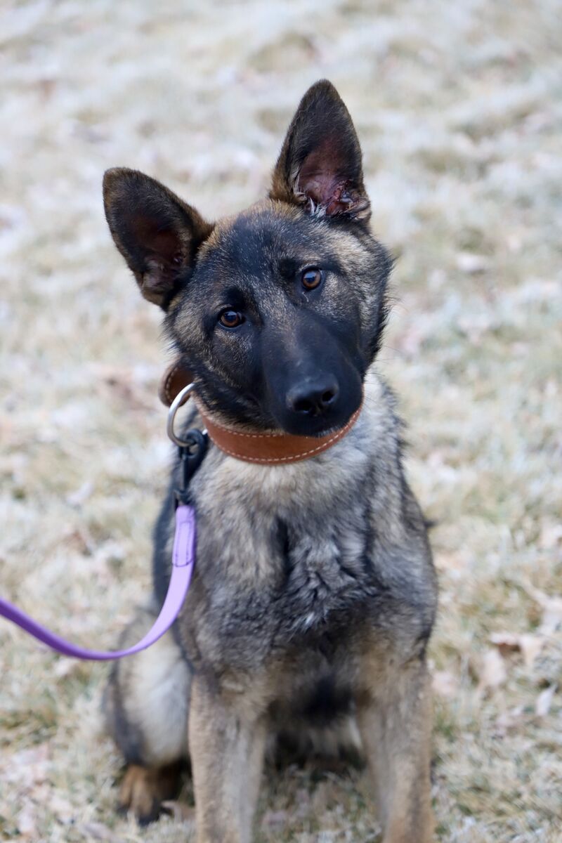 Dex - 7 month old protection training started GSD