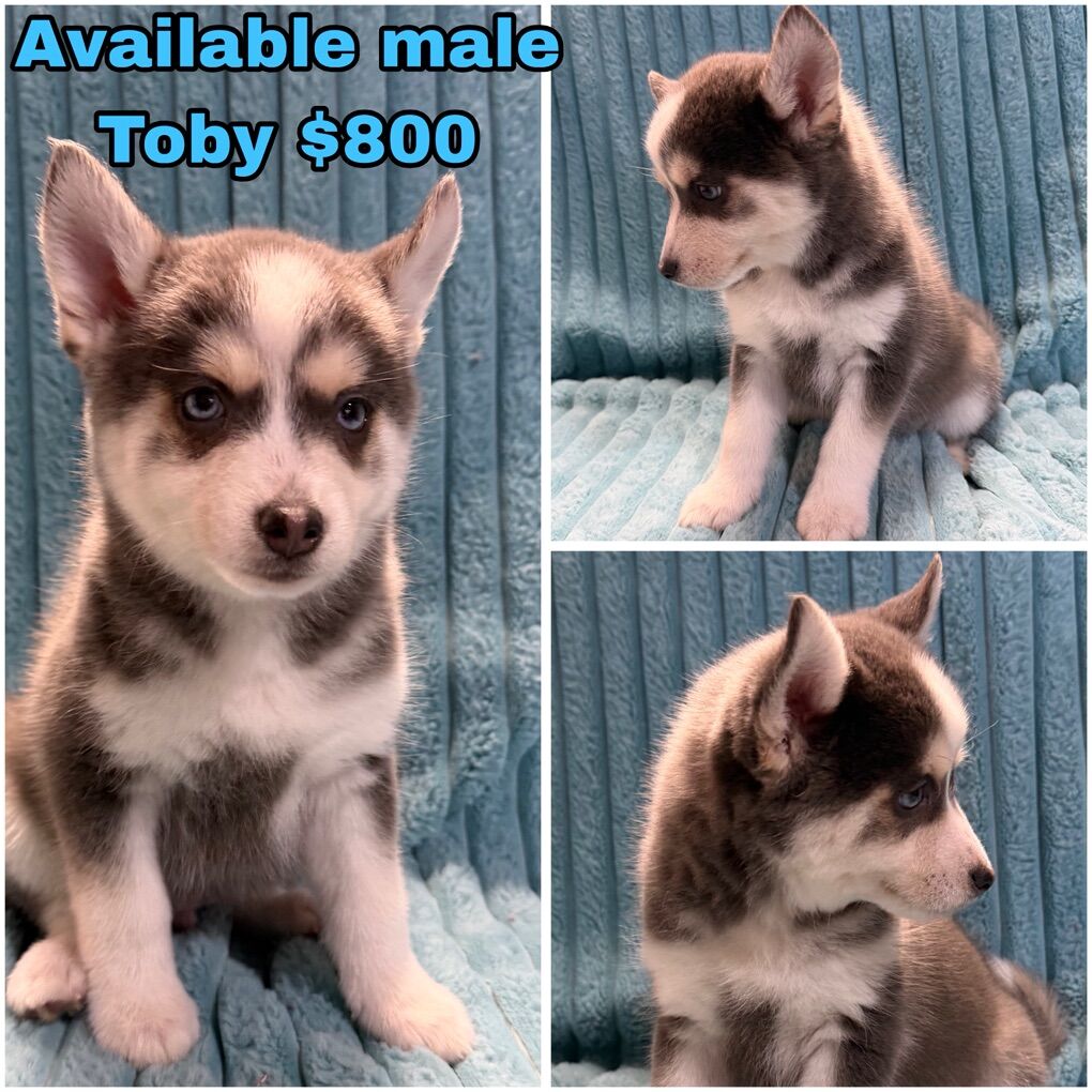 Toy Size Pomsky Puppies