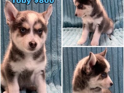Toy Size Pomsky Puppies