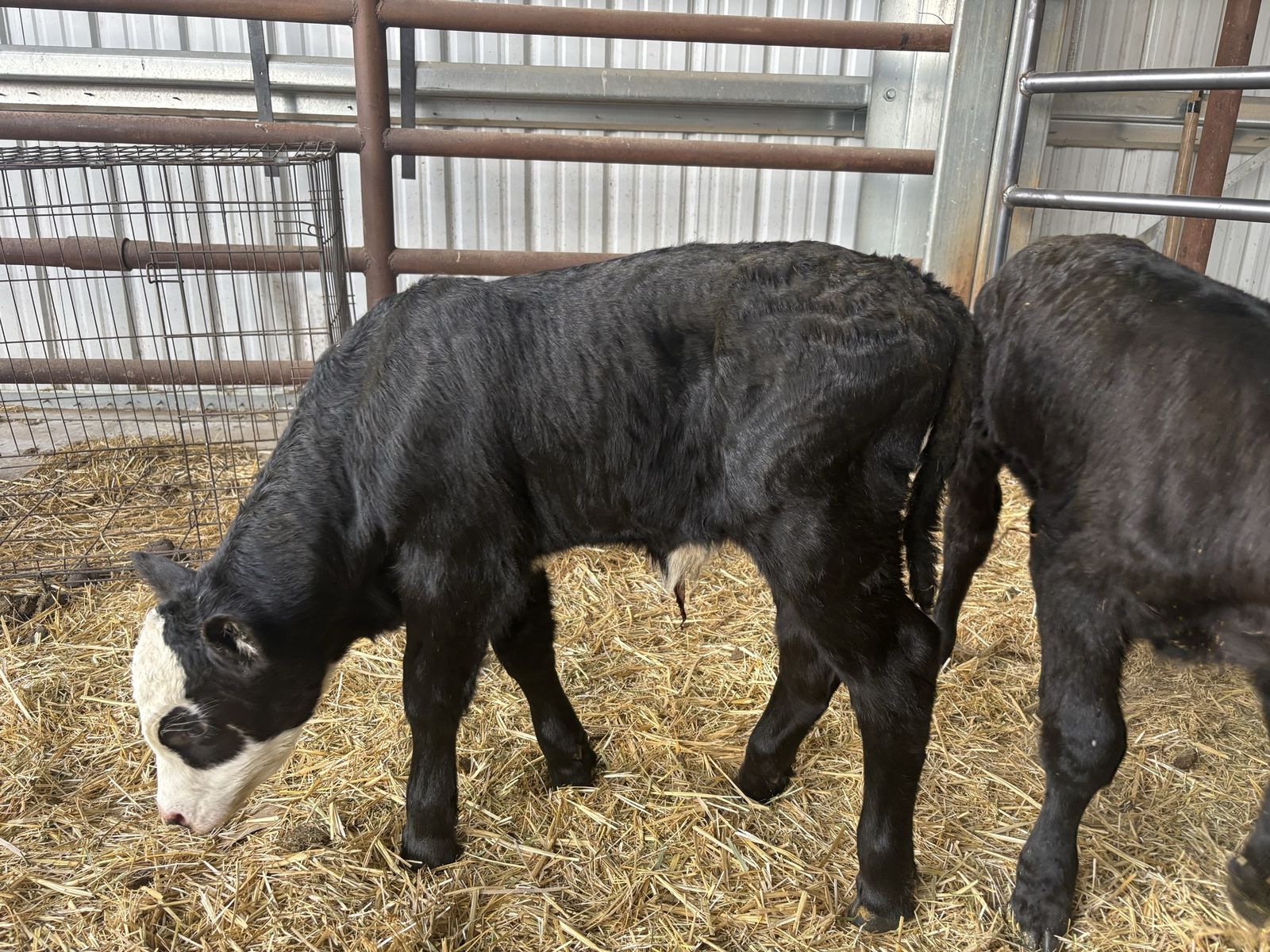 Beef bottle calves
