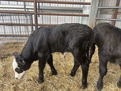 Beef bottle calves