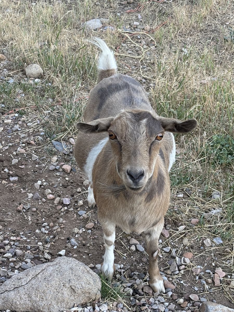 Fainting Goats